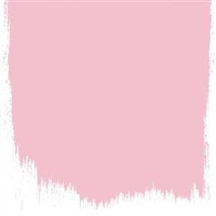Dianthus Pink Dianthus Pink Pink Paint